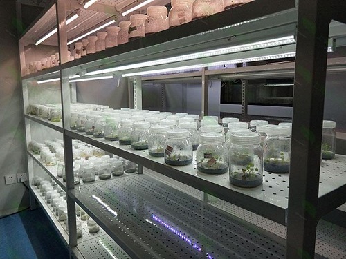文县植物组织培养实验室设计建设方案